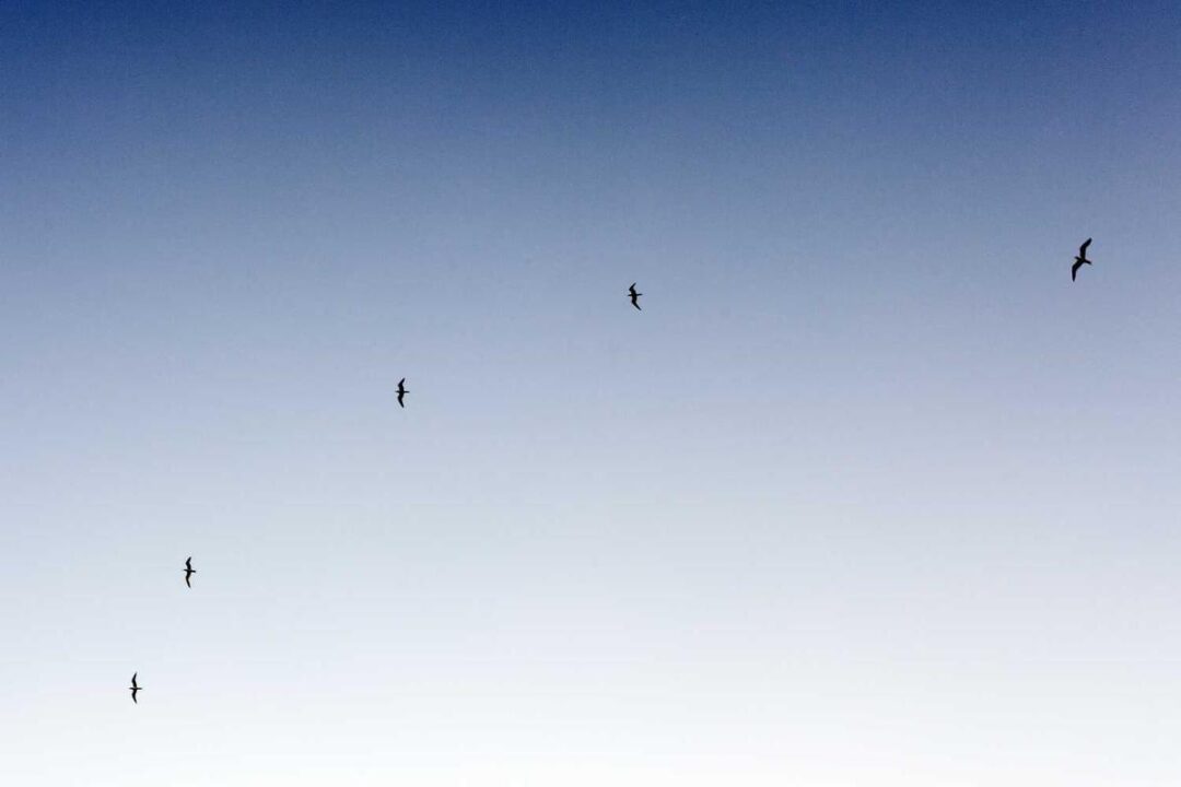 c9c4a7e2-fecb-3493-8363-22f088bab99d