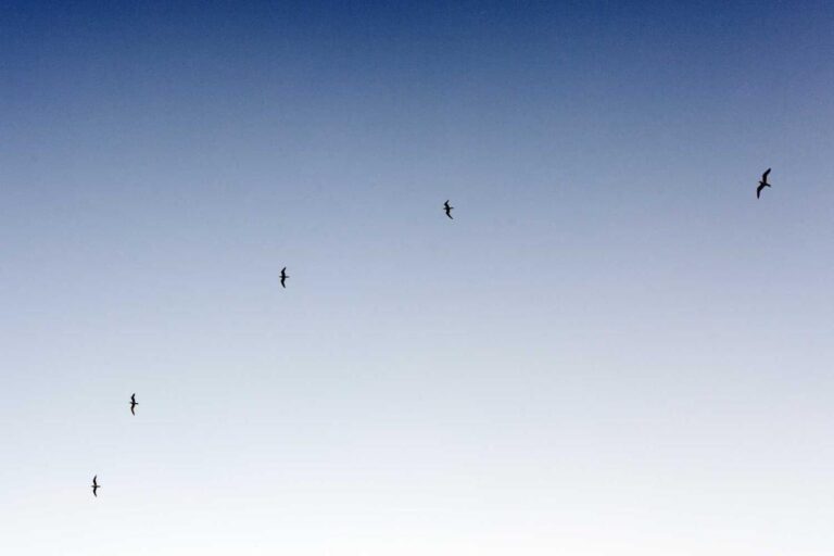 c9c4a7e2-fecb-3493-8363-22f088bab99d